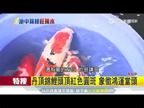 錦鯉風水|可招財旺運的風水魚——錦鯉